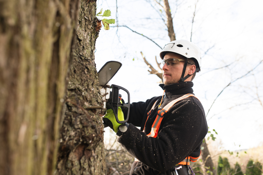 Holzfäller mit Kettensäge